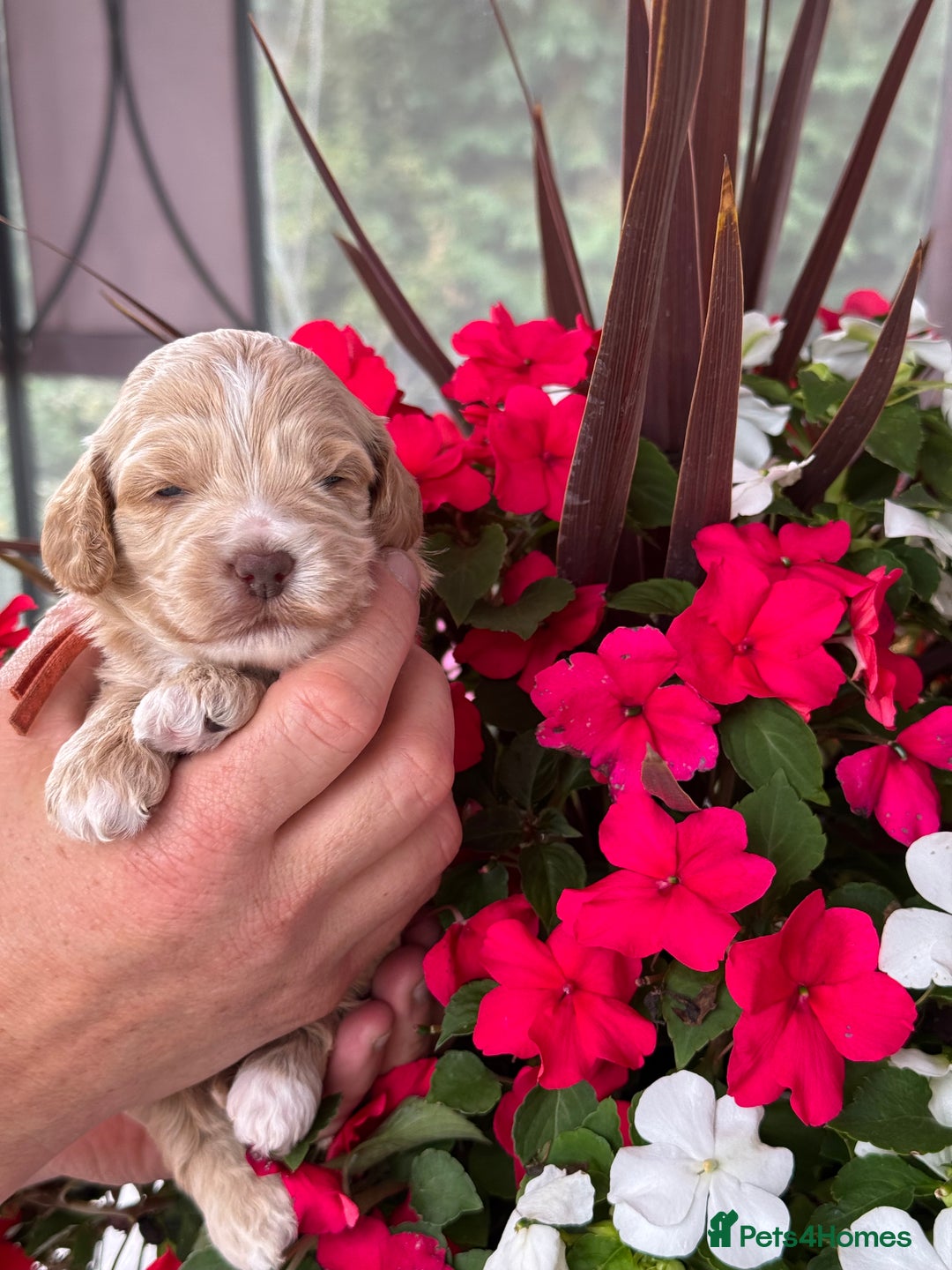 Cockapoo dogs for sale: 7 gorgeous apricot f1 DNA tested Cockerpoos  - Image 8