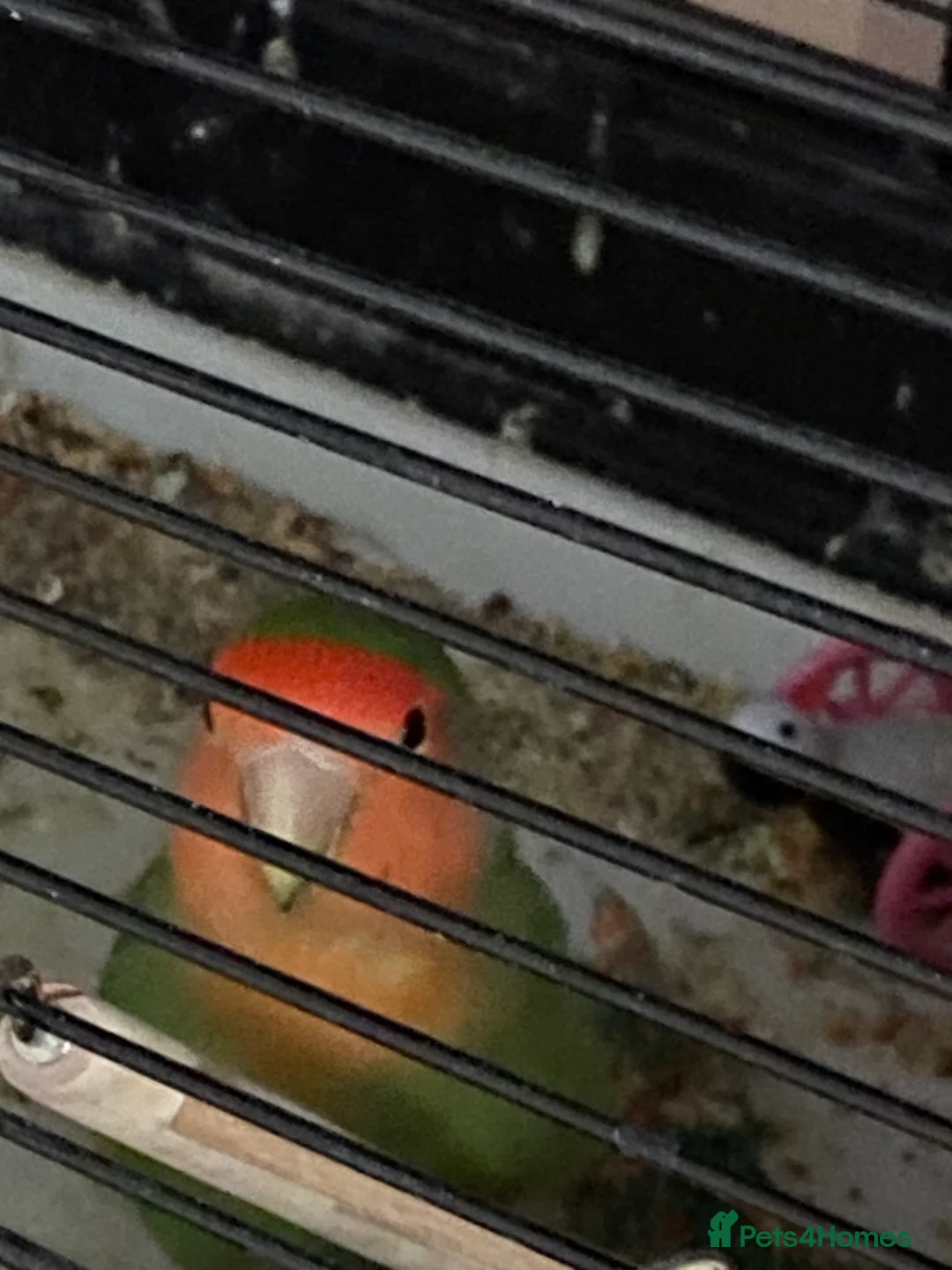 Mixed Breed birds for sale: Mixed birds available  - Advert 5