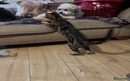 Bengal cats for sale: Bengal cross Savannah  - Image 3