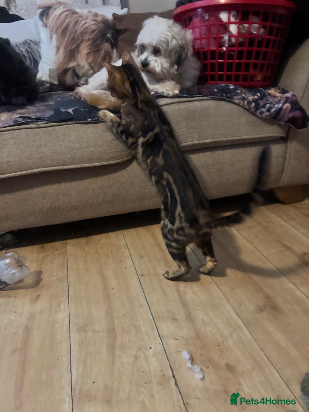 Bengal cats for sale: Bengal cross Savannah  - Image 3