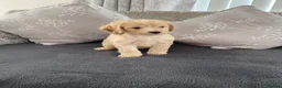 Cockapoo dogs for sale: cockerpoo puppies  - Advert 5