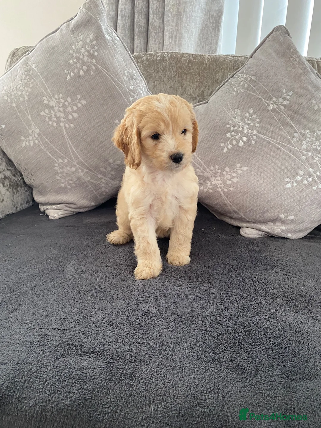 Cockapoo dogs for sale: cockerpoo puppies  - Advert 5