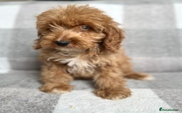 Cockapoo dogs for sale: Beautiful cockapoos looking for forever homes  - Image 18