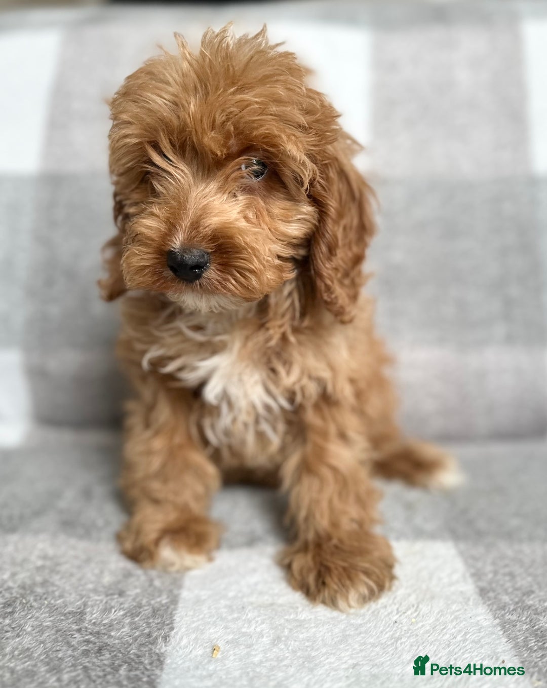 Cockapoo dogs for sale: Beautiful cockapoos looking for forever homes  - Image 18