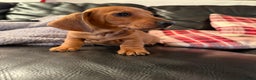Dachshund dogs for sale: Dachshund puppies 🐾 - Advert 3