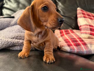 Dachshund dogs Dachshund puppies 🐾 - Advert 3