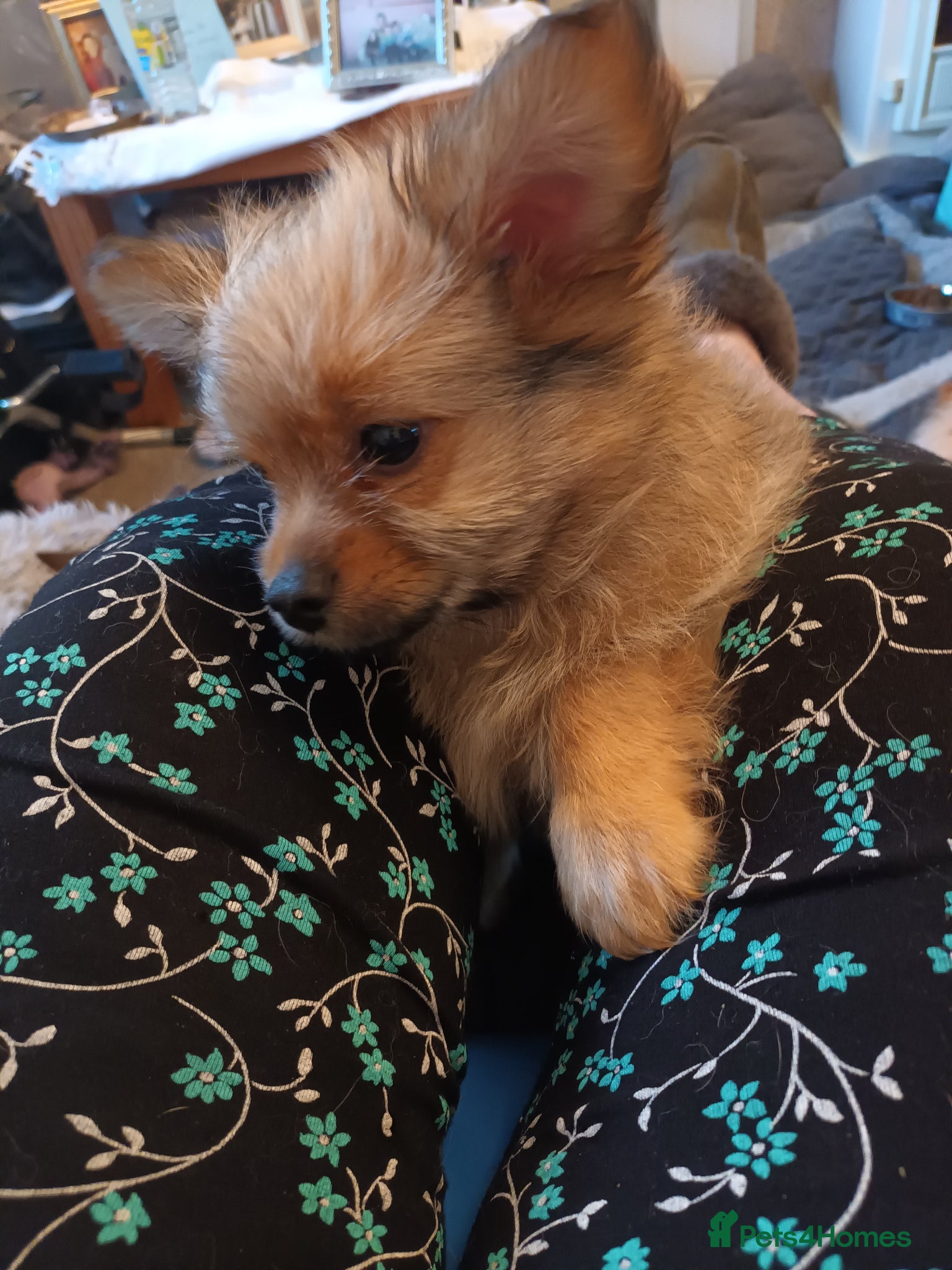 Mixed Breed dogs for sale: Adorable fluffy lasapom - Advert 7