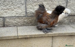 Chickens poultry for sale: Silkie Bantams - Image 3