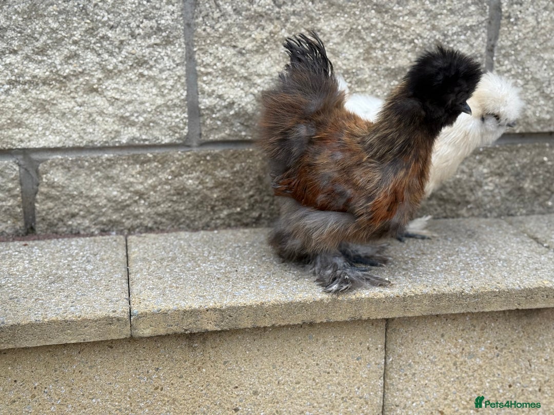 Chickens poultry for sale: Silkie Bantams - Image 3