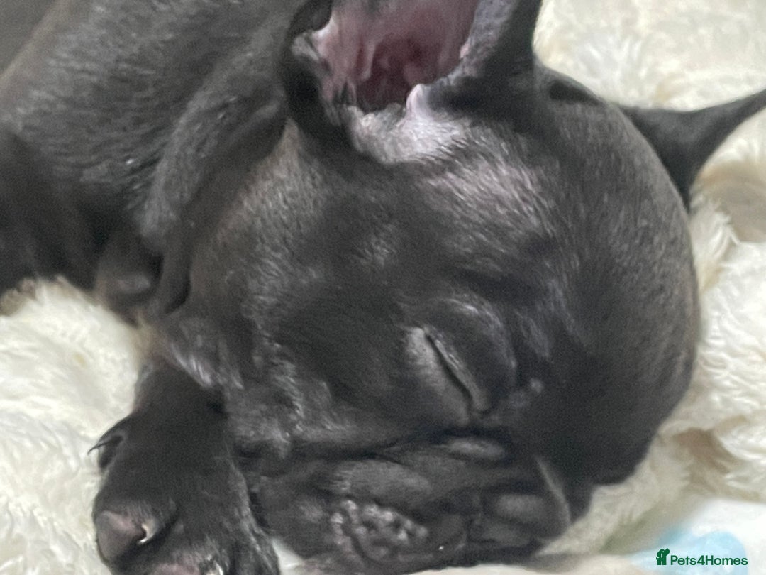 French Bulldog dogs for sale: Three boys left  - Advert 9