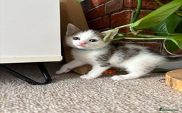Mixed Breed cats for sale: 5 ADORABLE KITTENS 🐈1M/4F Ready For Reservation😺 - Image 2