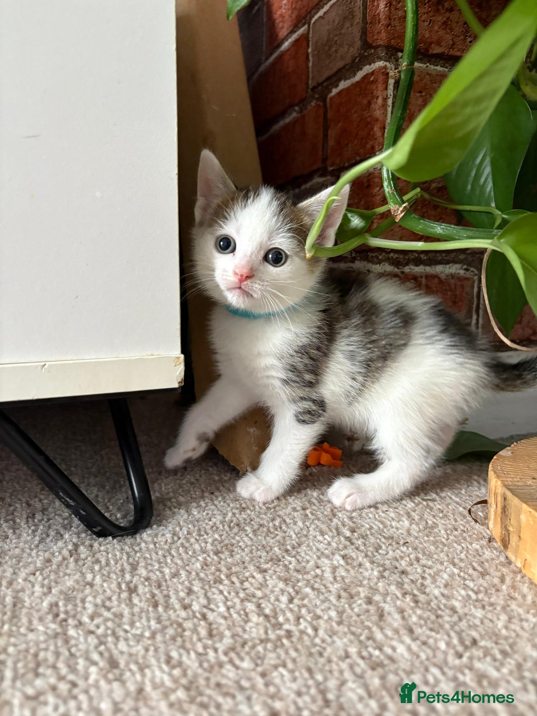 Mixed Breed cats for sale: 5 ADORABLE KITTENS 🐈1M/4F Ready For Reservation😺 - Image 2