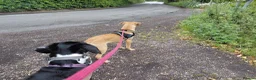 Mixed Breed dogs for adoption: Ruby is looking for her forever home  in Hayling Island - Advert 9