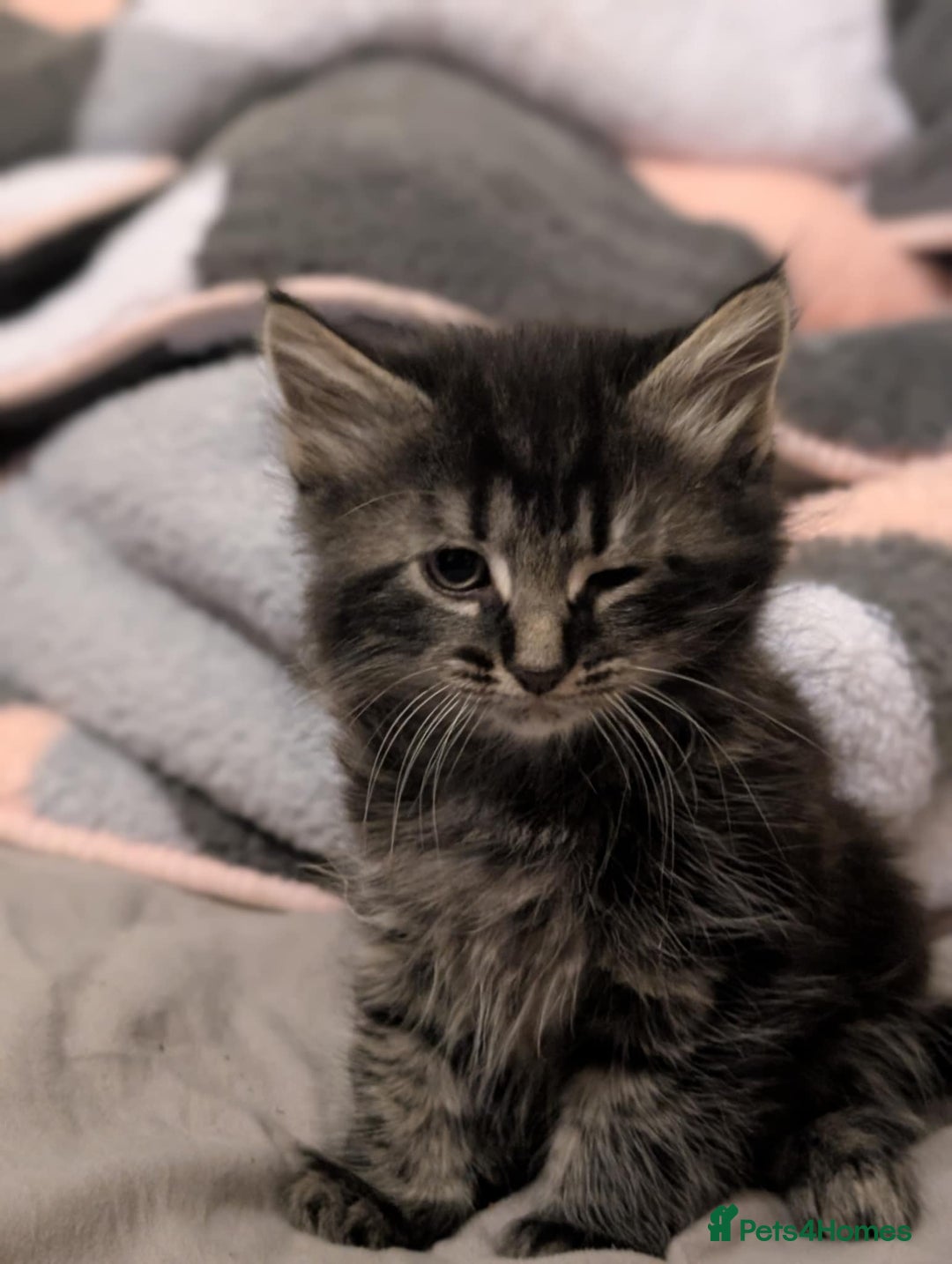 Mixed Breed cats for sale: Four kittens for sale  - Advert 5