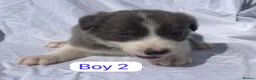 Border Collie dogs for sale: KC registered border collie puppies  - Advert 6