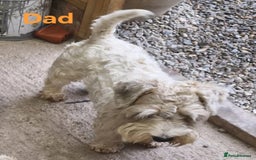 Sealyham Terrier dogs for sale: Sealyham terrier puppy’s  - Image 12