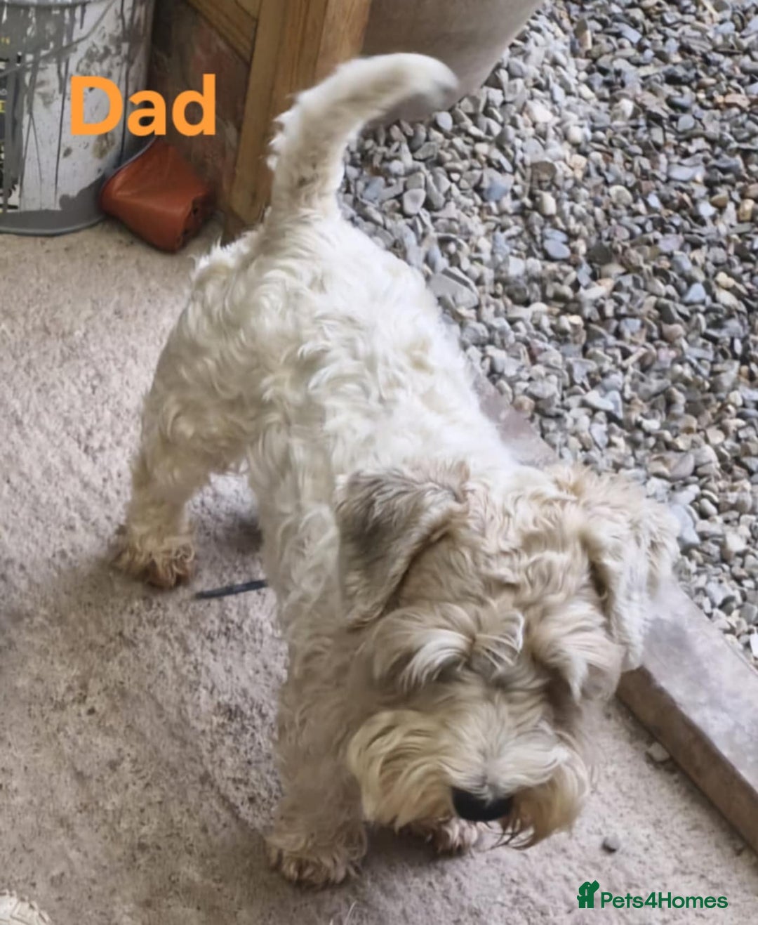 Sealyham Terrier dogs for sale: Sealyham terrier puppy’s  - Image 12