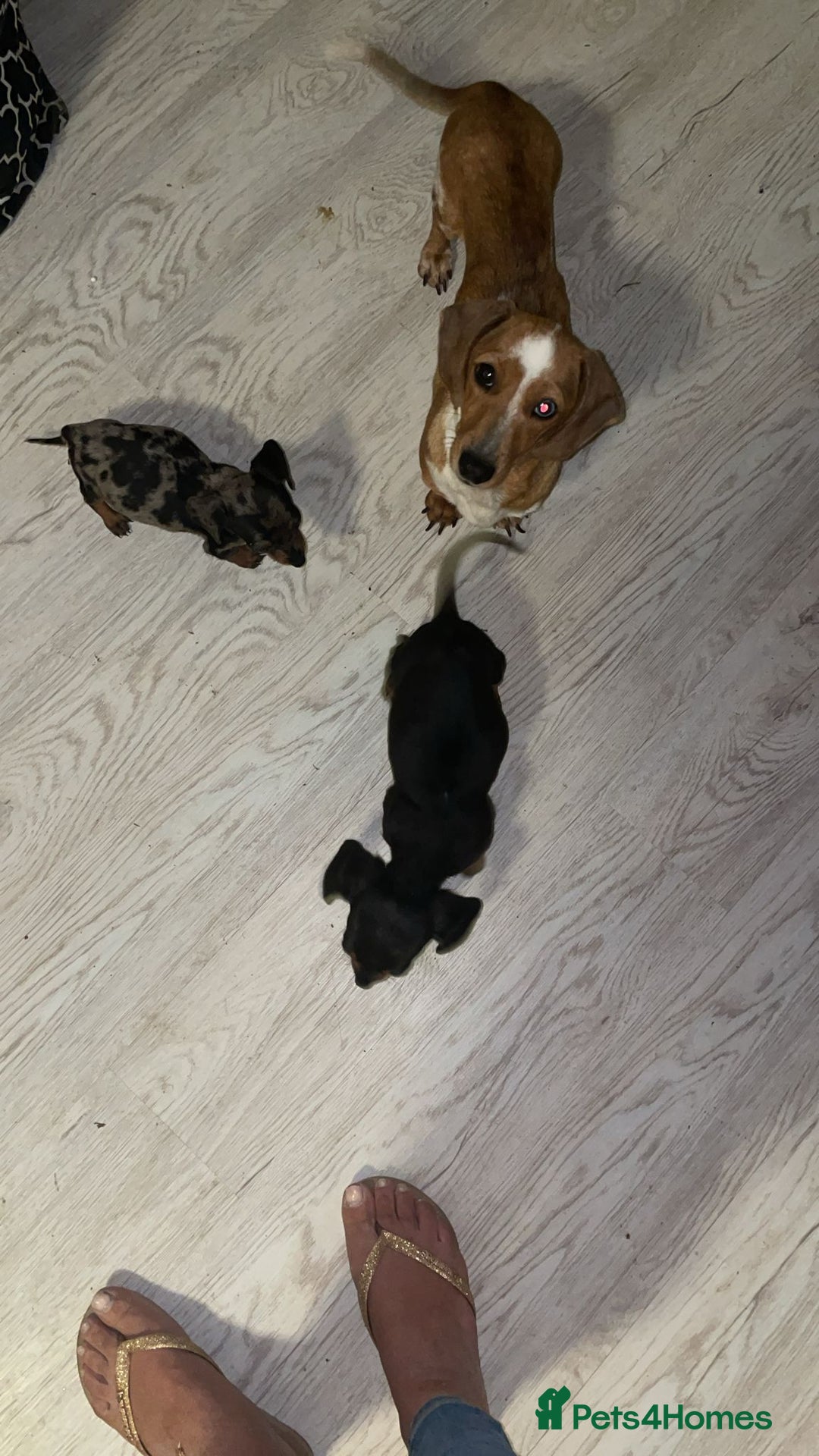 Miniature Dachshund dogs for sale: Miniature Dachshund Puppies - 2 Boys & 2 Girls - Image 2