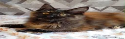 Maine Coon cats for sale: LAST GIRL! Stunning Tortie Maine Coon Kitten - Advert 2