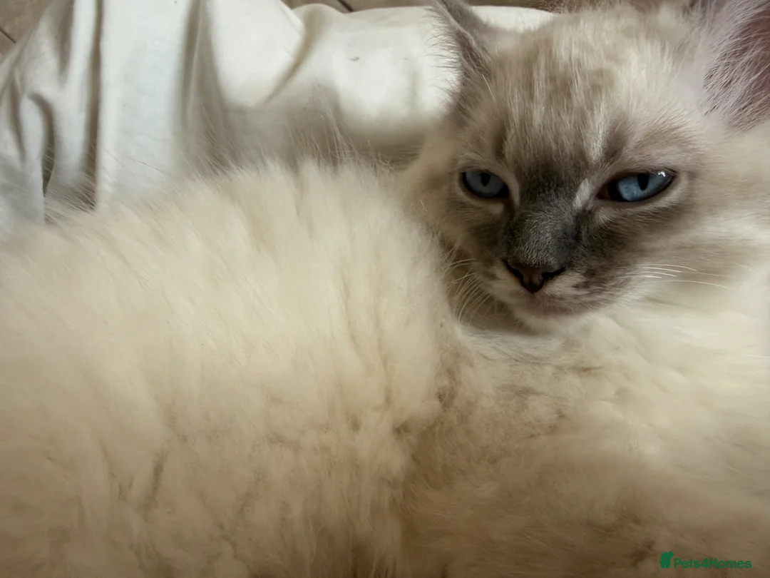 Ragdoll cats for sale: Beautiful boy  - Advert 2