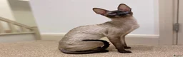 Cornish Rex cats for sale: Stunning male Cornish Rex.  - Advert 5