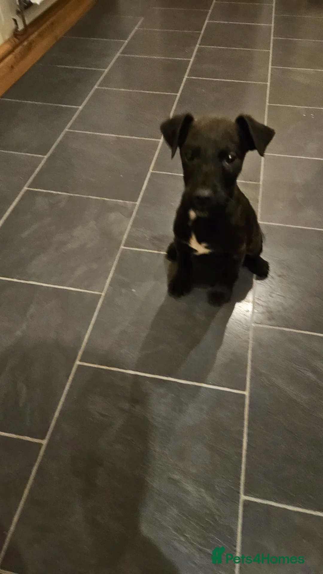 Patterdale Terrier dogs for sale: 13 week old Patterdale dog pup. - Advert 5