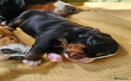 Bernese Mountain Dog dogs for sale: Gorgeous Bernese Mountain Dog Puppies Ready Soon - Image 7