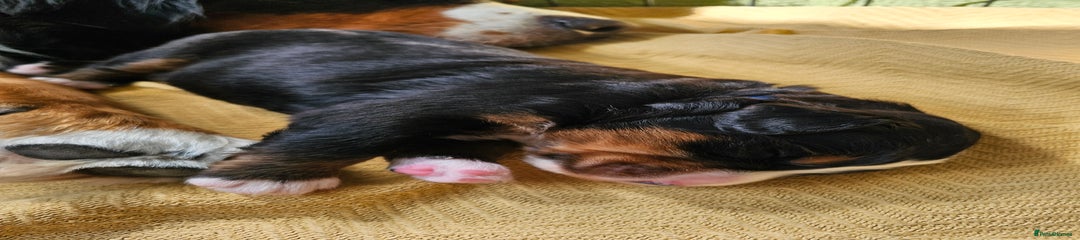 Bernese Mountain Dog Puppy 2
