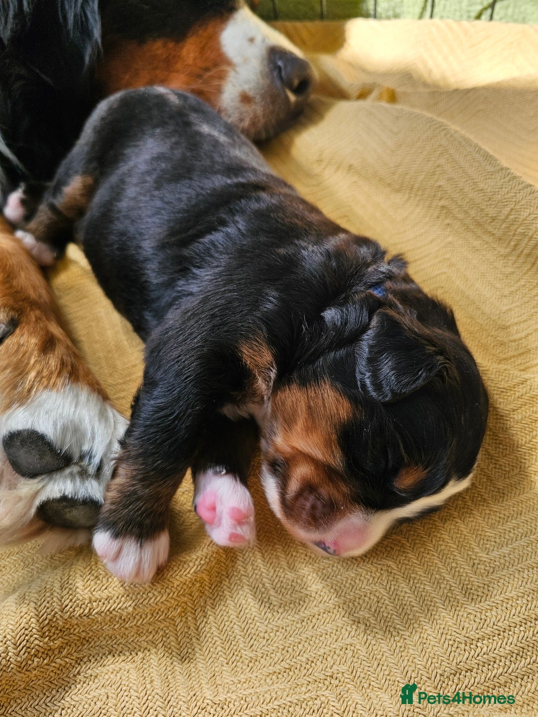 Bernese Mountain Dog dogs for sale: Gorgeous Bernese Mountain Dog Puppies Ready Soon - Image 7