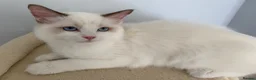 Ragdoll cats for sale: 3 LEFT!!! TICA REGISTERED RAGDOLL KITTENS  - Advert 4