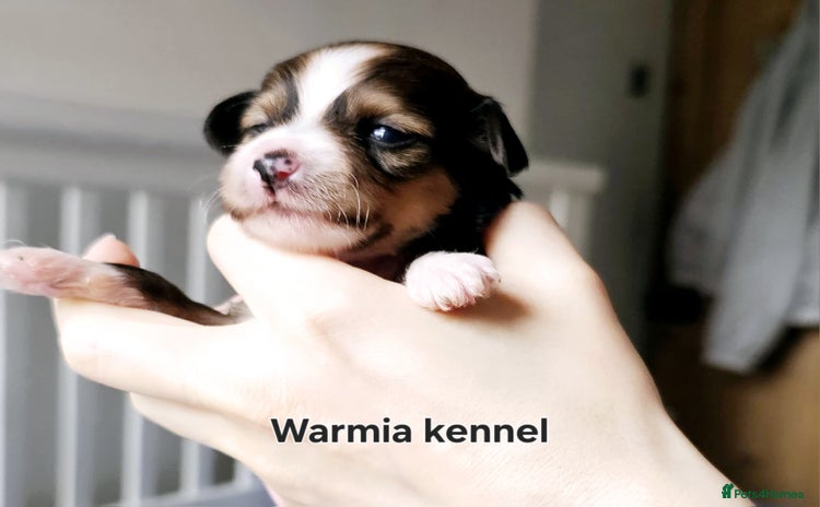 Chinese Crested dogs in Crewe - Advert 2