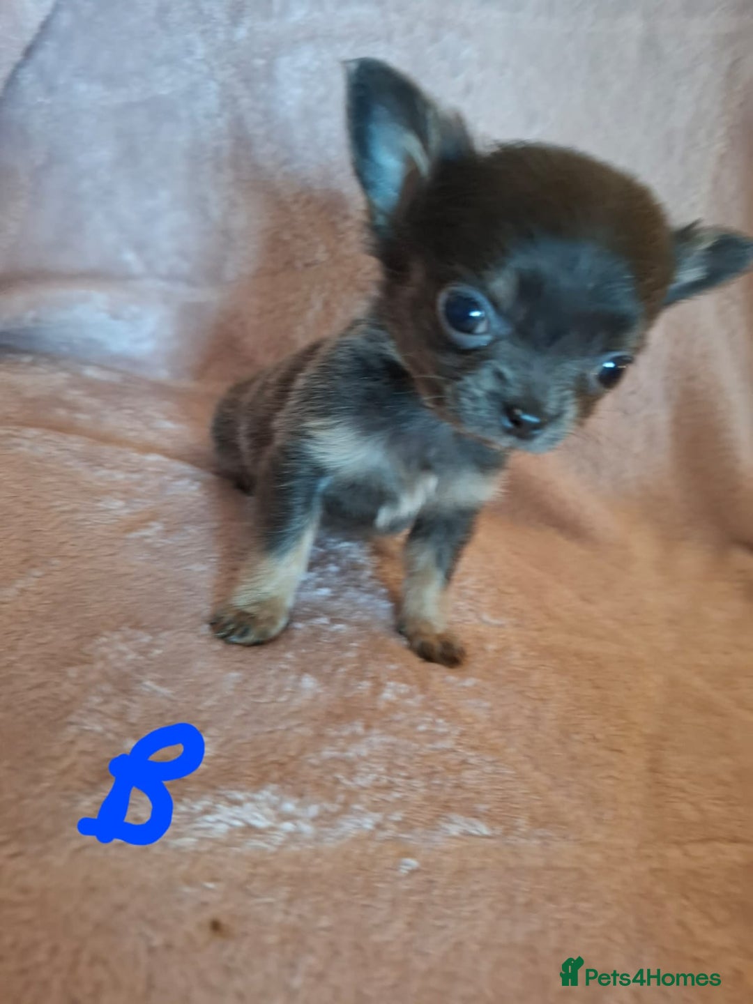 Chihuahua dogs for sale: 3 Tiny Chihuahua Pups Ready to leave  - Advert 13