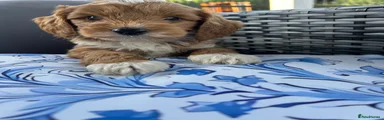 Cockapoo Puppy 2