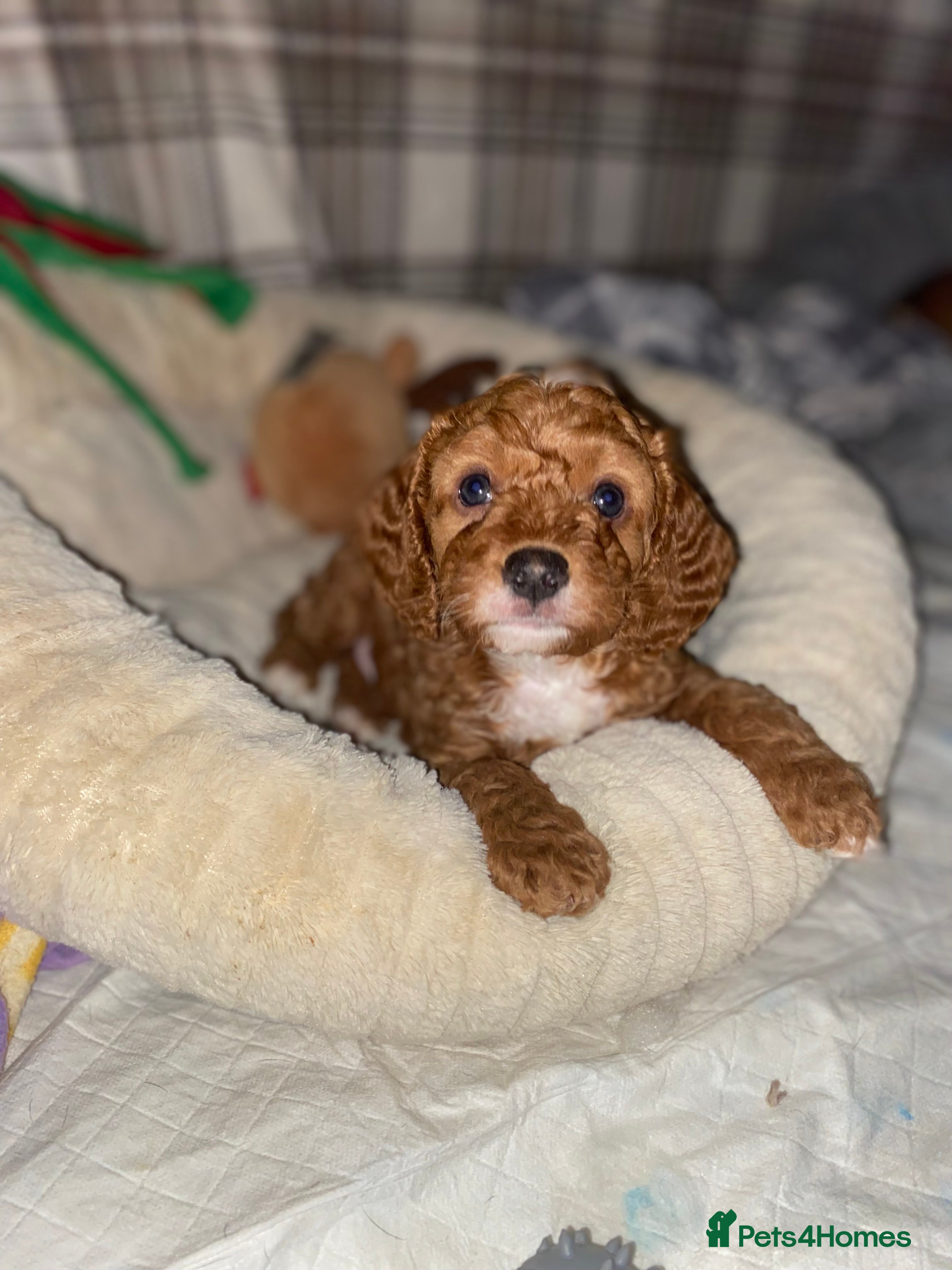 Cockapoo dogs F1b cockapoo video call viewings available  - Advert 16