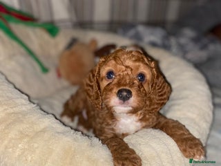 Cockapoo dogs F1b cockapoo video call viewings available - Advert 16