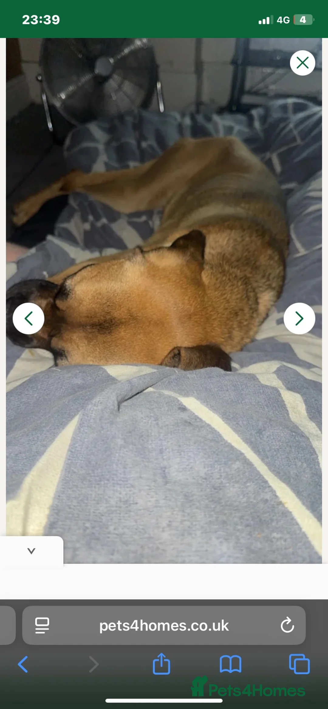 Mixed Breed dogs for sale: Boxer cross  in Herne Bay - Advert 2