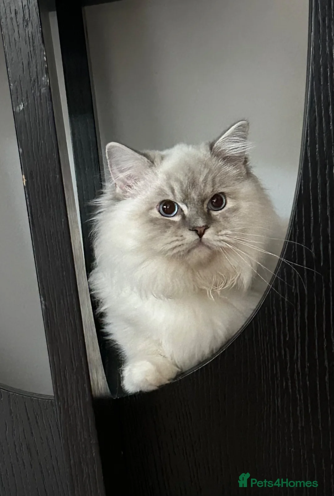 Ragdoll cats for sale: Regdoolll - a beautiful boy - Advert 9