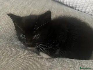 Domestic Shorthair cats 3 adorable kittens looking for their forever homes - Advert 3