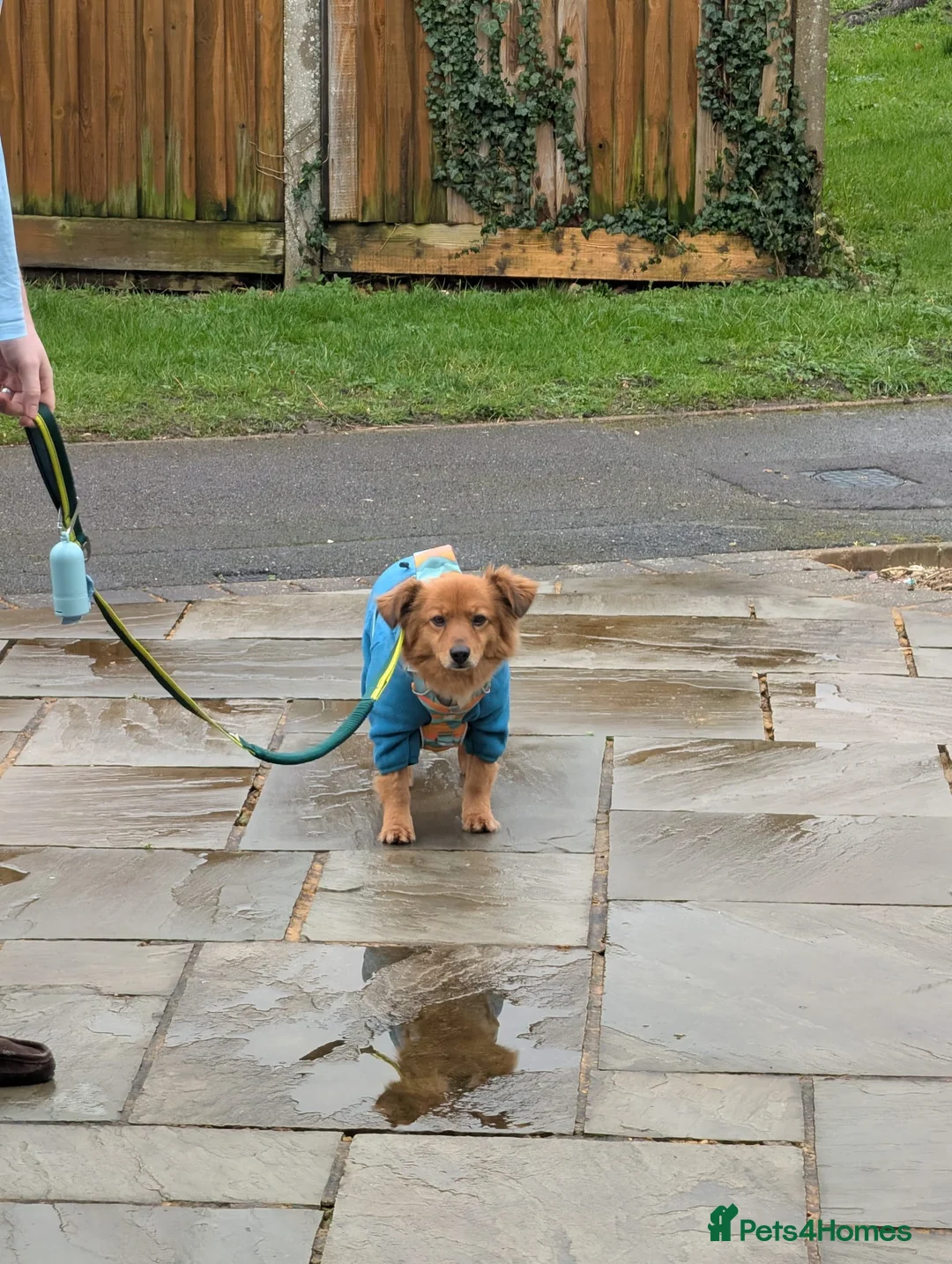 Mixed Breed dogs for adoption: Sweet Roka Needs LoVE - Advert 6