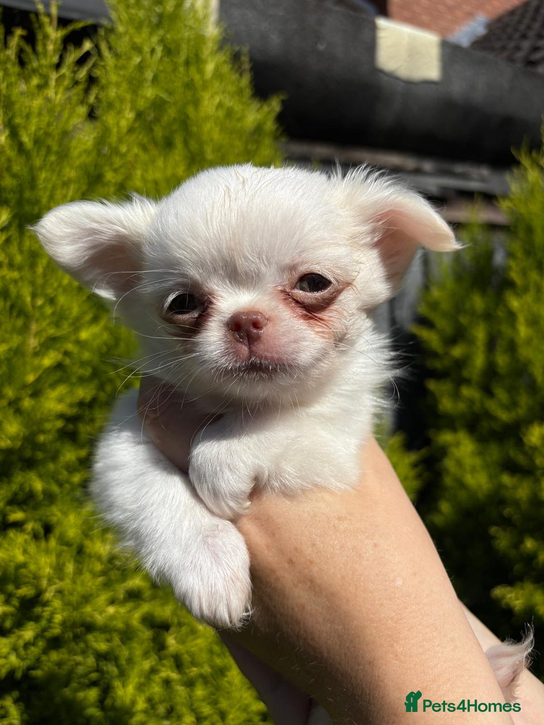 Chihuahua dogs for sale: Kc registered long coat Quality chihuahua - Image 12