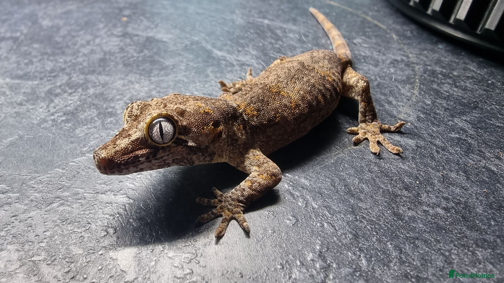 Gecko reptiles Gargoyle Gecko - Advert 2