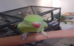 Ringnecks birds for sale:  Ringneck parrot with 2 of his toys and his cage  - Image 1