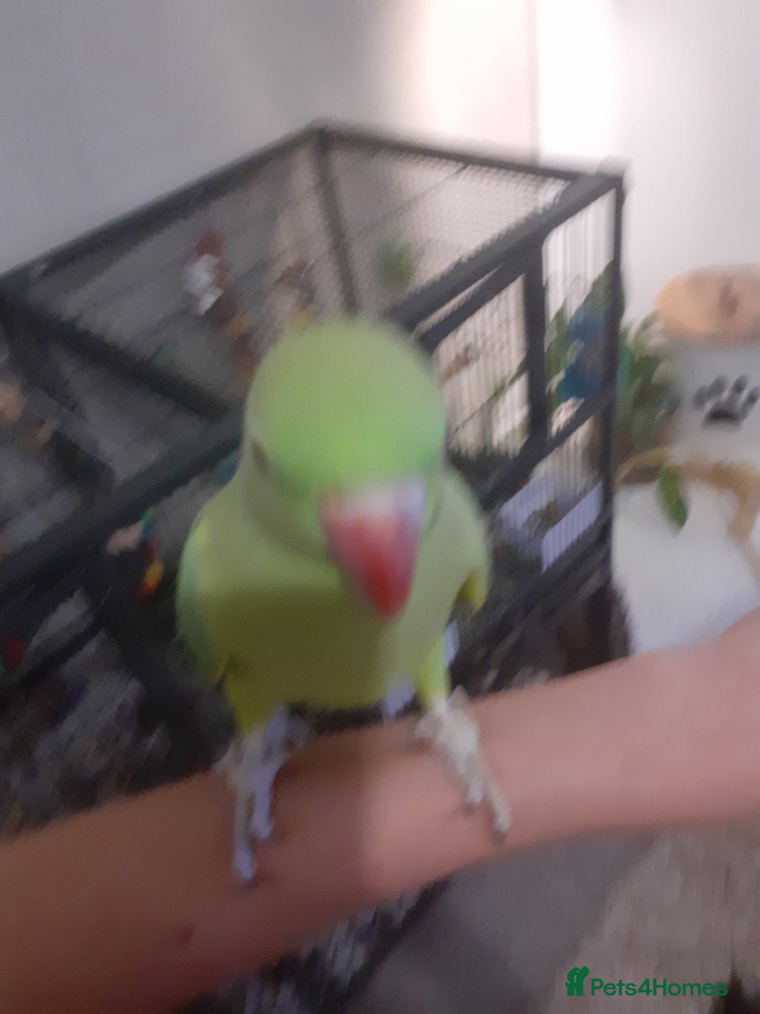 Ringnecks birds for sale:  Ringneck parrot with 2 of his toys and his cage  - Image 1