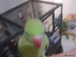 Ringnecks birds - Advert 12