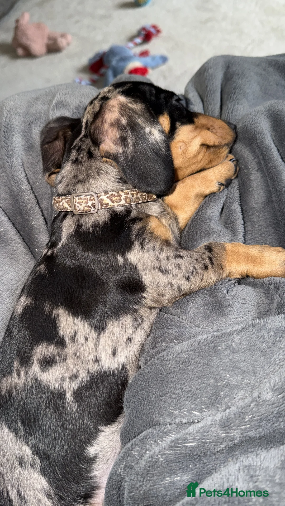 Miniature Dachshund dogs for sale: 🌼 Daisy 🌼  - Advert 11