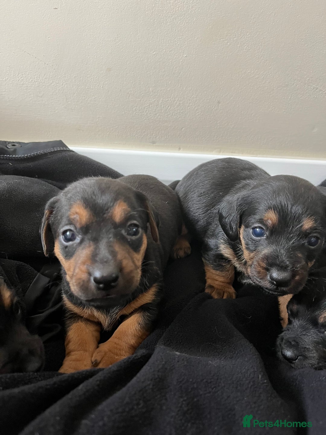 Mixed Breed dogs for sale: 7 Dachshund x jack russel puppies  - Image 2