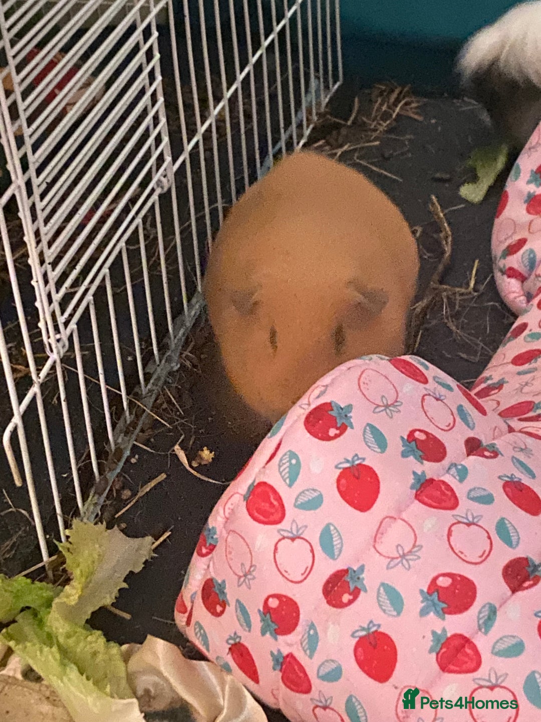 Guinea Pig rodents for sale: Two female Guinea pigs  - Advert 2