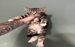 Maine Coon cats for sale: 5 amazing kittens  - Image 2