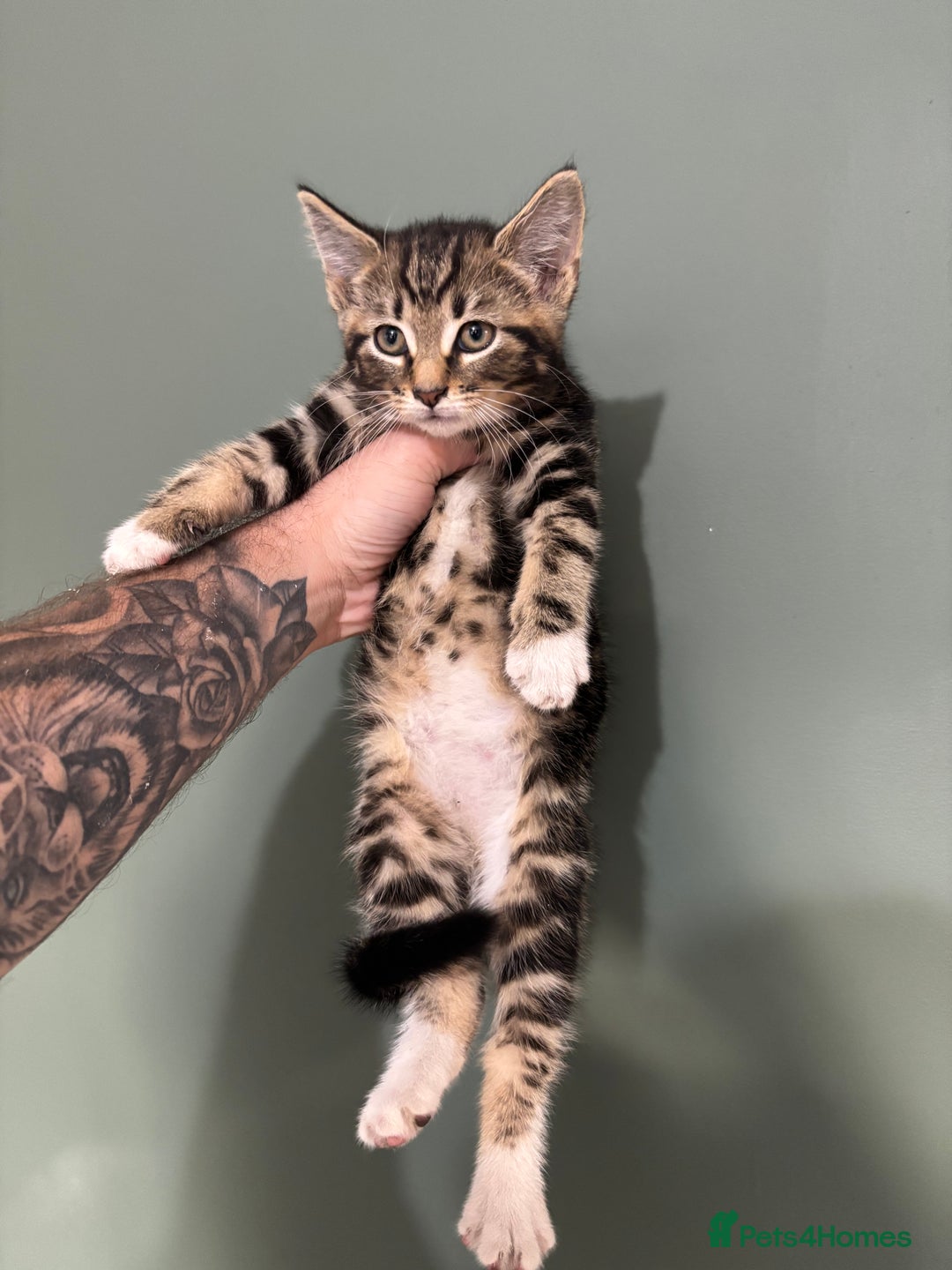 Maine Coon cats for sale: 5 amazing kittens  - Image 2