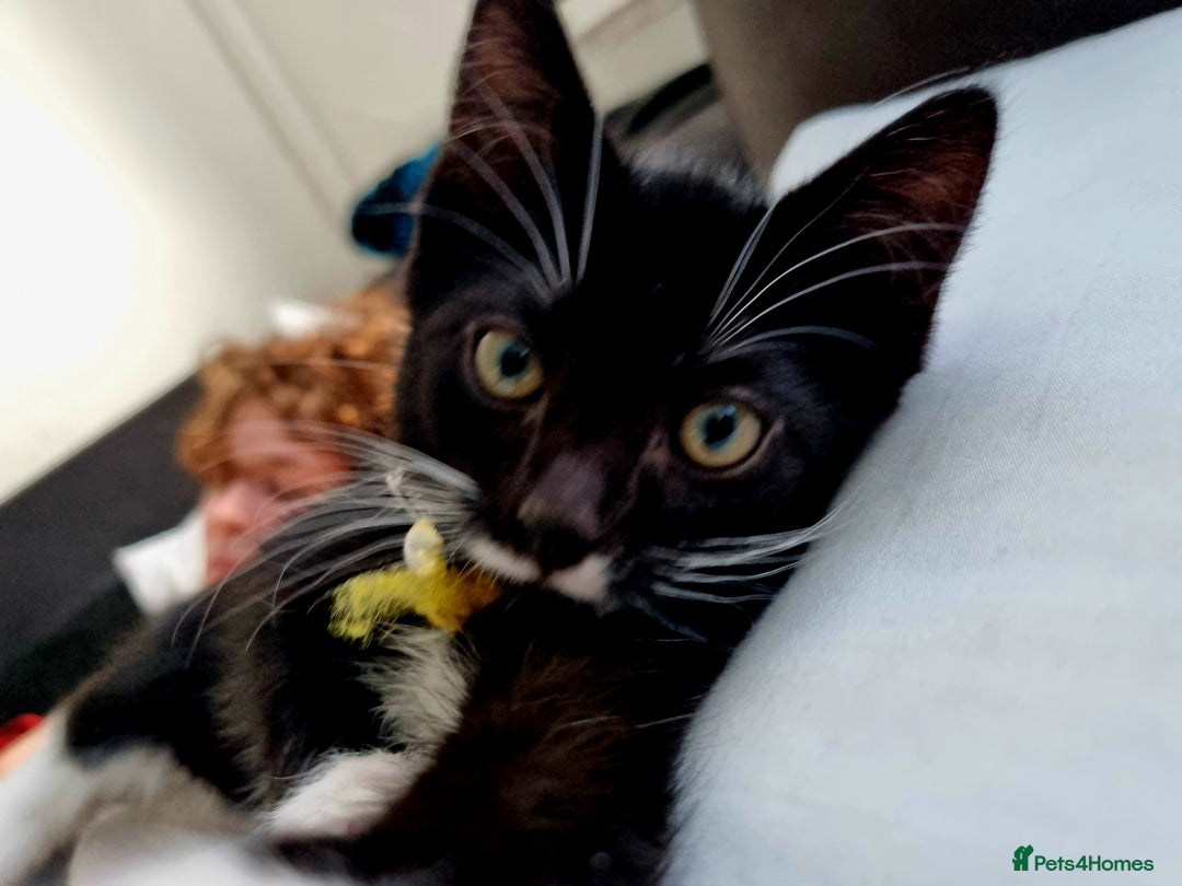 Domestic Shorthair cats for sale: Oreo  - Image 8